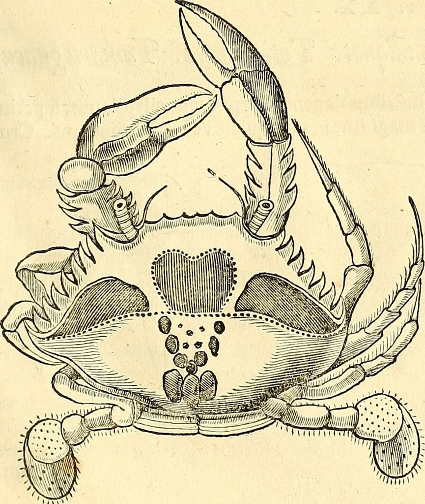 An illustration from Historia naturalis Brasiliae : auspicio et beneficio illustriss. I. Mauriti Com. Nassau illius provinciae et maris summi praefecti adornata : in qua non tantum plantae et animalia, sed et indigenarum morbi, ingenia et mores describuntur et iconibus supra quingentas illustrantur, 1648, leaf 332