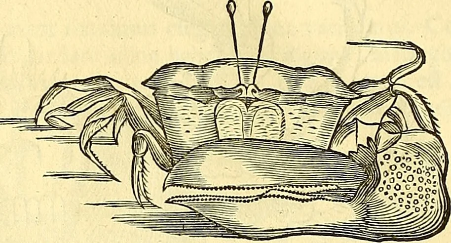 An illustration from Historia naturalis Brasiliae : auspicio et beneficio illustriss. I. Mauriti Com. Nassau illius provinciae et maris summi praefecti adornata : in qua non tantum plantae et animalia, sed et indigenarum morbi, ingenia et mores describuntur et iconibus supra quingentas illustrantur, 1648, leaf 333