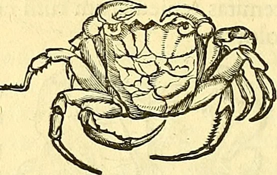 An illustration from Historia naturalis Brasiliae : auspicio et beneficio illustriss. I. Mauriti Com. Nassau illius provinciae et maris summi praefecti adornata : in qua non tantum plantae et animalia, sed et indigenarum morbi, ingenia et mores describuntur et iconibus supra quingentas illustrantur, 1648, leaf 333