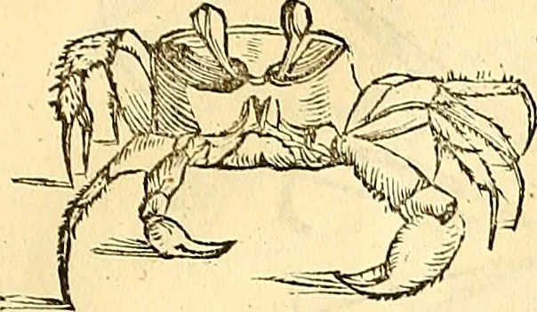 An illustration from Historia naturalis Brasiliae : auspicio et beneficio illustriss. I. Mauriti Com. Nassau illius provinciae et maris summi praefecti adornata : in qua non tantum plantae et animalia, sed et indigenarum morbi, ingenia et mores describuntur et iconibus supra quingentas illustrantur, 1648, leaf 334