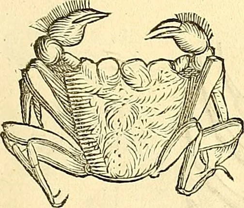 An illustration from Historia naturalis Brasiliae : auspicio et beneficio illustriss. I. Mauriti Com. Nassau illius provinciae et maris summi praefecti adornata : in qua non tantum plantae et animalia, sed et indigenarum morbi, ingenia et mores describuntur et iconibus supra quingentas illustrantur, 1648, leaf 334