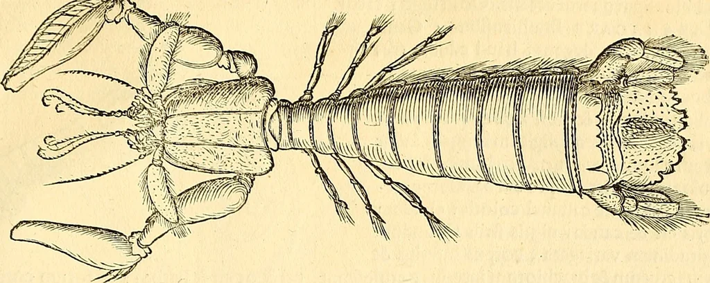 An illustration from Historia naturalis Brasiliae : auspicio et beneficio illustriss. I. Mauriti Com. Nassau illius provinciae et maris summi praefecti adornata : in qua non tantum plantae et animalia, sed et indigenarum morbi, ingenia et mores describuntur et iconibus supra quingentas illustrantur, 1648, leaf 336
