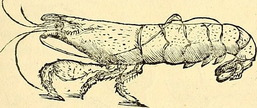 An illustration from Historia naturalis Brasiliae : auspicio et beneficio illustriss. I. Mauriti Com. Nassau illius provinciae et maris summi praefecti adornata : in qua non tantum plantae et animalia, sed et indigenarum morbi, ingenia et mores describuntur et iconibus supra quingentas illustrantur, 1648, leaf 336