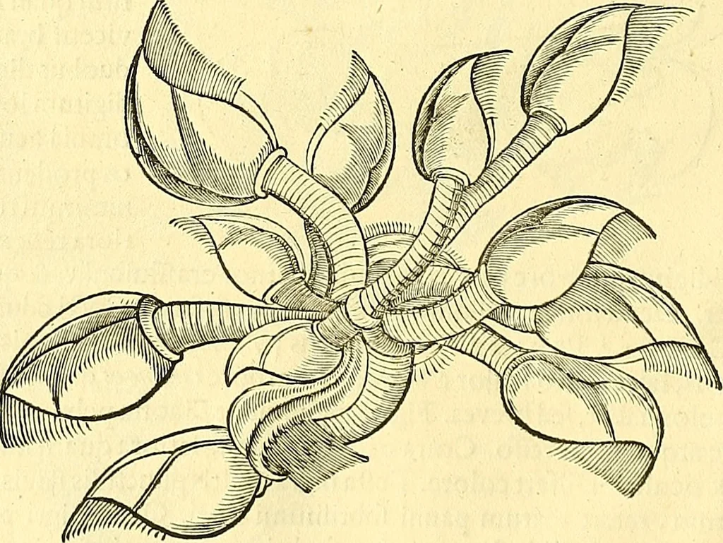 An illustration from Historia naturalis Brasiliae : auspicio et beneficio illustriss. I. Mauriti Com. Nassau illius provinciae et maris summi praefecti adornata : in qua non tantum plantae et animalia, sed et indigenarum morbi, ingenia et mores describuntur et iconibus supra quingentas illustrantur, 1648, leaf 337