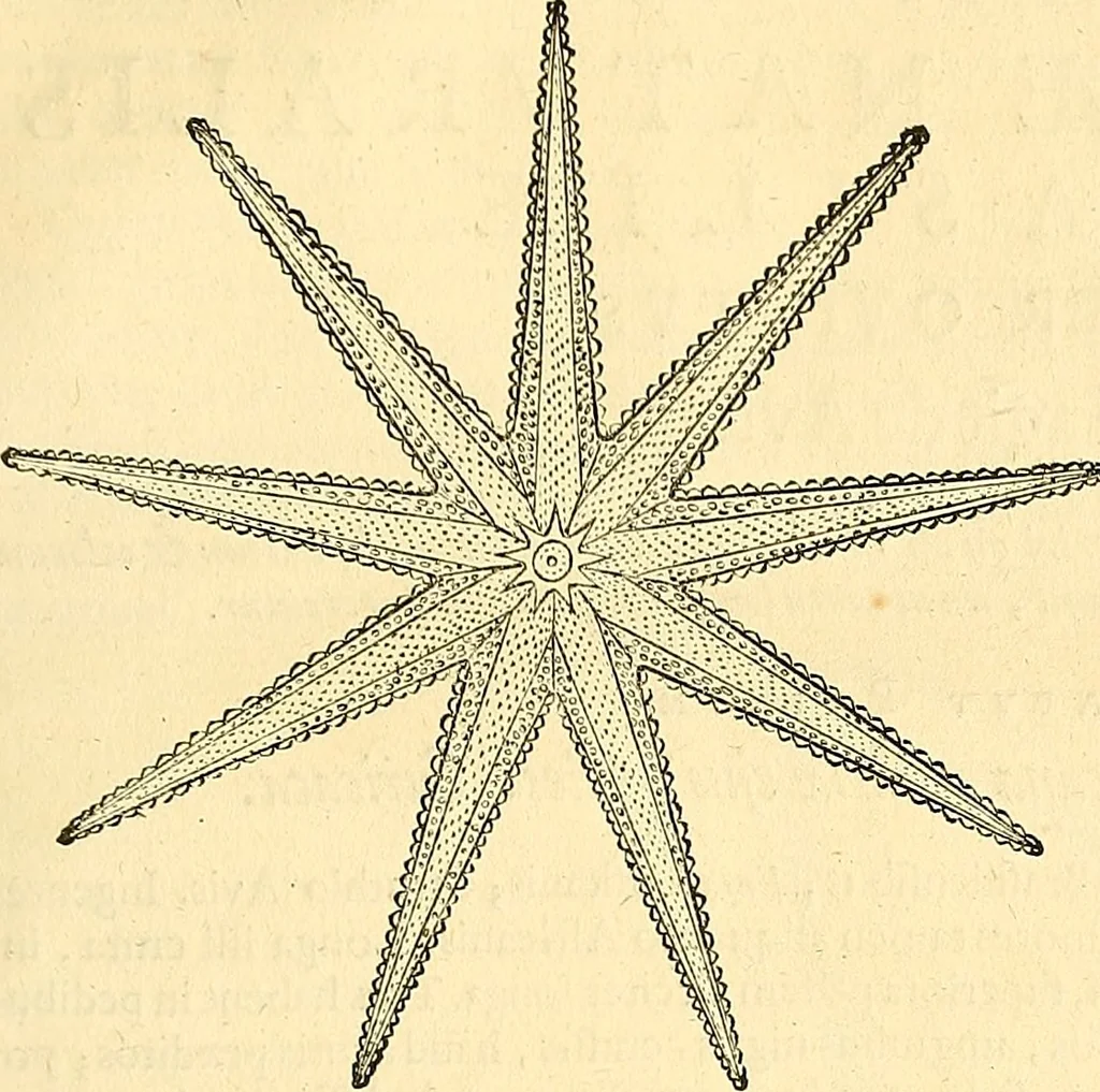 An illustration from Historia naturalis Brasiliae : auspicio et beneficio illustriss. I. Mauriti Com. Nassau illius provinciae et maris summi praefecti adornata : in qua non tantum plantae et animalia, sed et indigenarum morbi, ingenia et mores describuntur et iconibus supra quingentas illustrantur, 1648, leaf 338