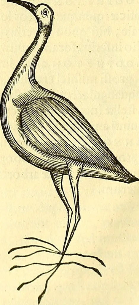 An illustration from Historia naturalis Brasiliae : auspicio et beneficio illustriss. I. Mauriti Com. Nassau illius provinciae et maris summi praefecti adornata : in qua non tantum plantae et animalia, sed et indigenarum morbi, ingenia et mores describuntur et iconibus supra quingentas illustrantur, 1648, leaf 339