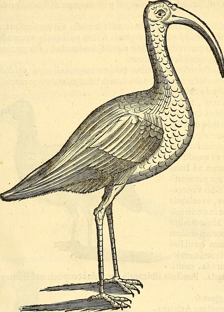 An illustration from Historia naturalis Brasiliae : auspicio et beneficio illustriss. I. Mauriti Com. Nassau illius provinciae et maris summi praefecti adornata : in qua non tantum plantae et animalia, sed et indigenarum morbi, ingenia et mores describuntur et iconibus supra quingentas illustrantur, 1648, leaf 340
