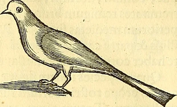An illustration from Historia naturalis Brasiliae : auspicio et beneficio illustriss. I. Mauriti Com. Nassau illius provinciae et maris summi praefecti adornata : in qua non tantum plantae et animalia, sed et indigenarum morbi, ingenia et mores describuntur et iconibus supra quingentas illustrantur, 1648, leaf 341