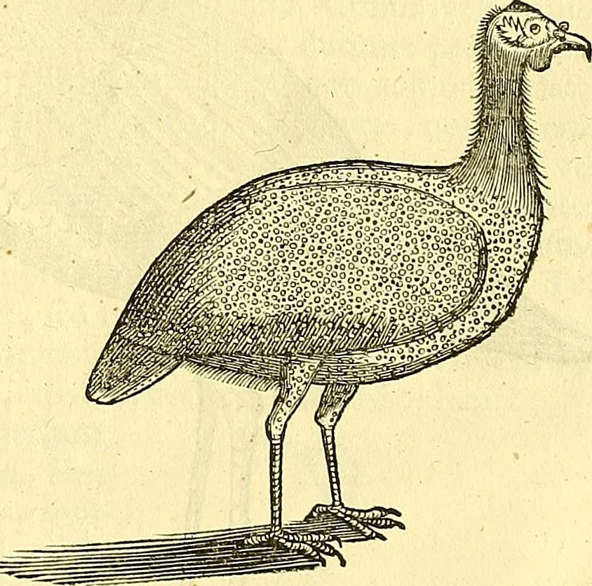 An illustration from Historia naturalis Brasiliae : auspicio et beneficio illustriss. I. Mauriti Com. Nassau illius provinciae et maris summi praefecti adornata : in qua non tantum plantae et animalia, sed et indigenarum morbi, ingenia et mores describuntur et iconibus supra quingentas illustrantur, 1648, leaf 341