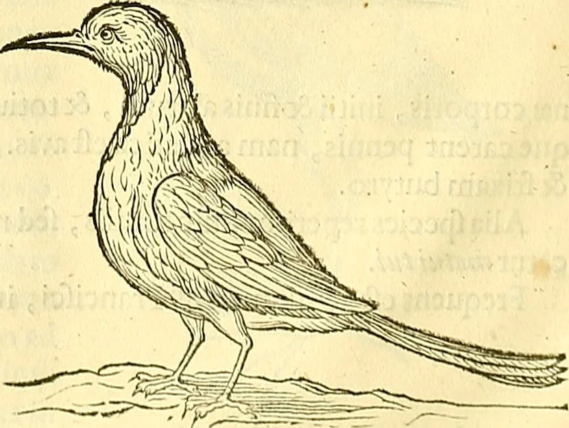 An illustration from Historia naturalis Brasiliae : auspicio et beneficio illustriss. I. Mauriti Com. Nassau illius provinciae et maris summi praefecti adornata : in qua non tantum plantae et animalia, sed et indigenarum morbi, ingenia et mores describuntur et iconibus supra quingentas illustrantur, 1648, leaf 341