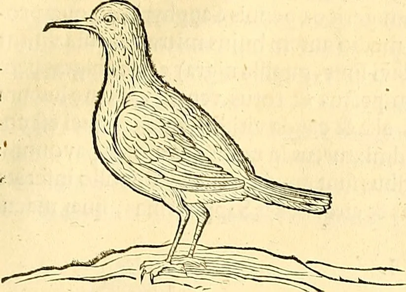 An illustration from Historia naturalis Brasiliae : auspicio et beneficio illustriss. I. Mauriti Com. Nassau illius provinciae et maris summi praefecti adornata : in qua non tantum plantae et animalia, sed et indigenarum morbi, ingenia et mores describuntur et iconibus supra quingentas illustrantur, 1648, leaf 342