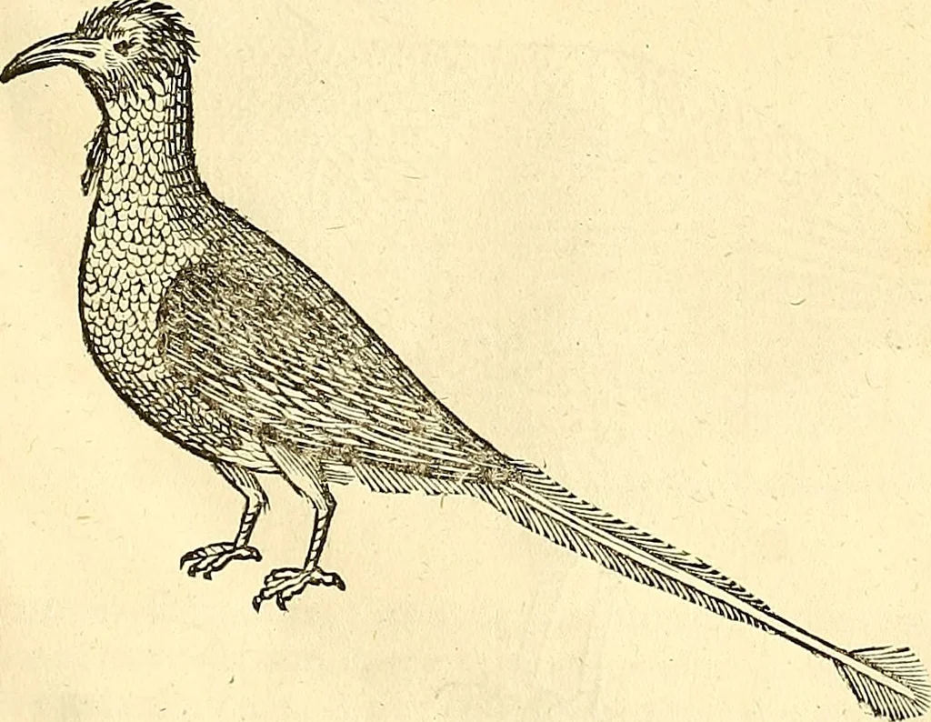 An illustration from Historia naturalis Brasiliae : auspicio et beneficio illustriss. I. Mauriti Com. Nassau illius provinciae et maris summi praefecti adornata : in qua non tantum plantae et animalia, sed et indigenarum morbi, ingenia et mores describuntur et iconibus supra quingentas illustrantur, 1648, leaf 342