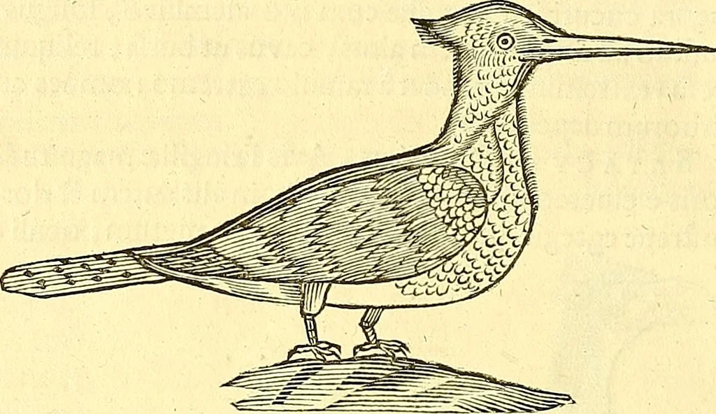 An illustration from Historia naturalis Brasiliae : auspicio et beneficio illustriss. I. Mauriti Com. Nassau illius provinciae et maris summi praefecti adornata : in qua non tantum plantae et animalia, sed et indigenarum morbi, ingenia et mores describuntur et iconibus supra quingentas illustrantur, 1648, leaf 343