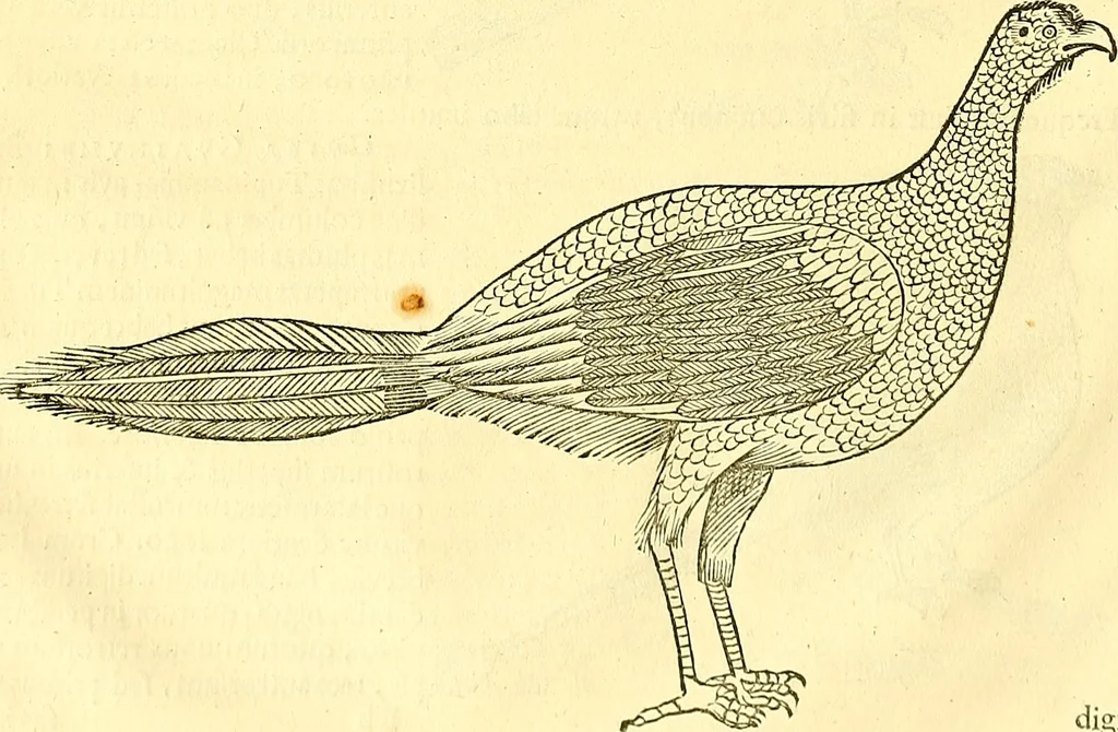 An illustration from Historia naturalis Brasiliae : auspicio et beneficio illustriss. I. Mauriti Com. Nassau illius provinciae et maris summi praefecti adornata : in qua non tantum plantae et animalia, sed et indigenarum morbi, ingenia et mores describuntur et iconibus supra quingentas illustrantur, 1648, leaf 343
