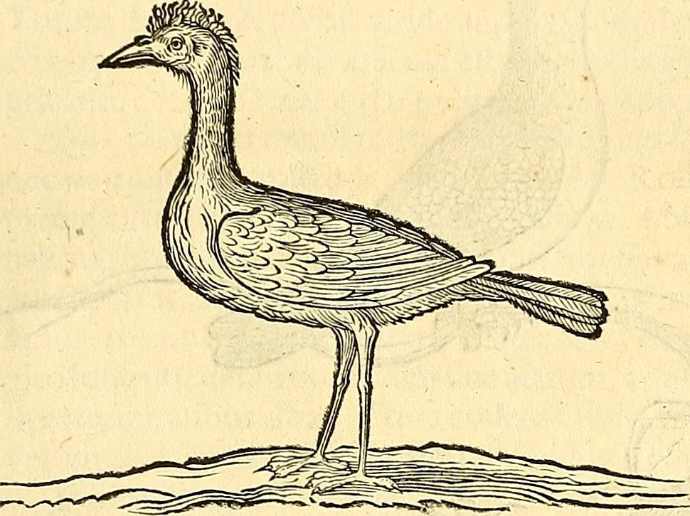 An illustration from Historia naturalis Brasiliae : auspicio et beneficio illustriss. I. Mauriti Com. Nassau illius provinciae et maris summi praefecti adornata : in qua non tantum plantae et animalia, sed et indigenarum morbi, ingenia et mores describuntur et iconibus supra quingentas illustrantur, 1648, leaf 344
