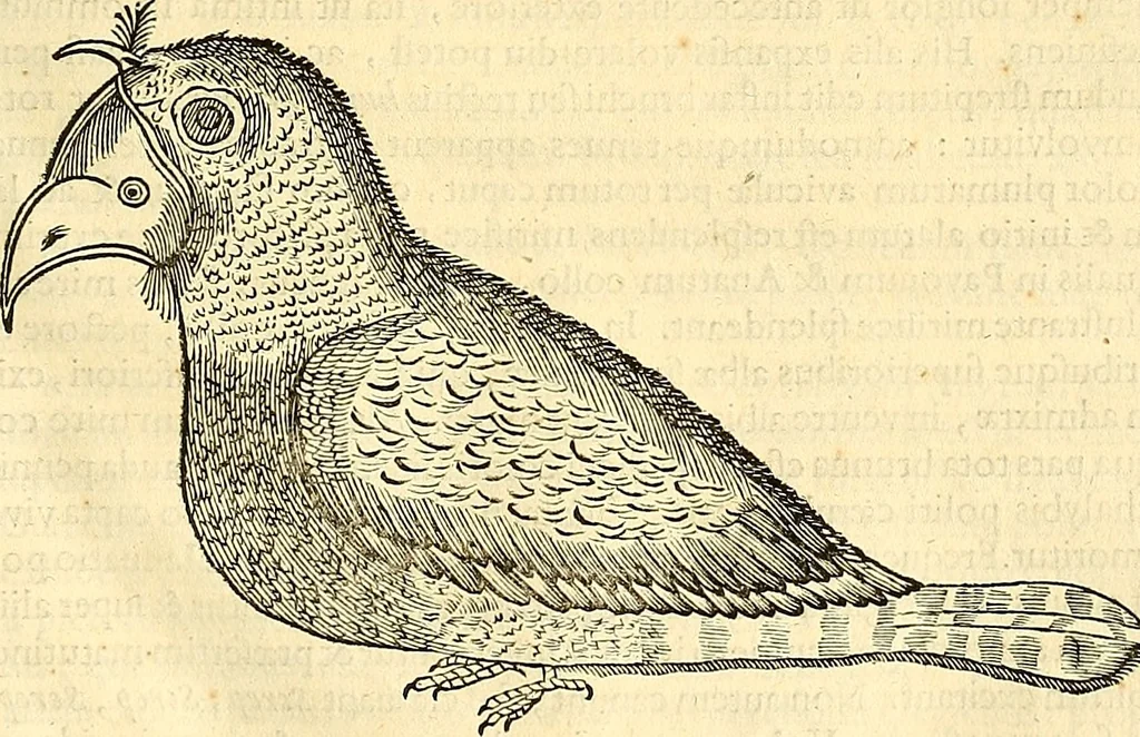 An illustration from Historia naturalis Brasiliae : auspicio et beneficio illustriss. I. Mauriti Com. Nassau illius provinciae et maris summi praefecti adornata : in qua non tantum plantae et animalia, sed et indigenarum morbi, ingenia et mores describuntur et iconibus supra quingentas illustrantur, 1648, leaf 344