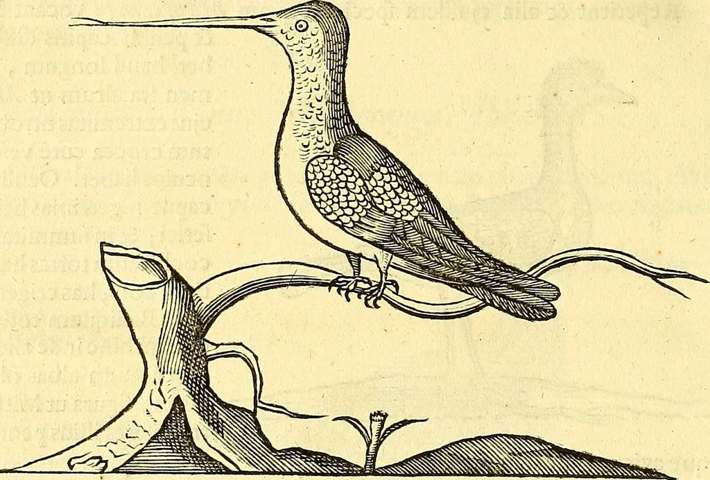 An illustration from Historia naturalis Brasiliae : auspicio et beneficio illustriss. I. Mauriti Com. Nassau illius provinciae et maris summi praefecti adornata : in qua non tantum plantae et animalia, sed et indigenarum morbi, ingenia et mores describuntur et iconibus supra quingentas illustrantur, 1648, leaf 345