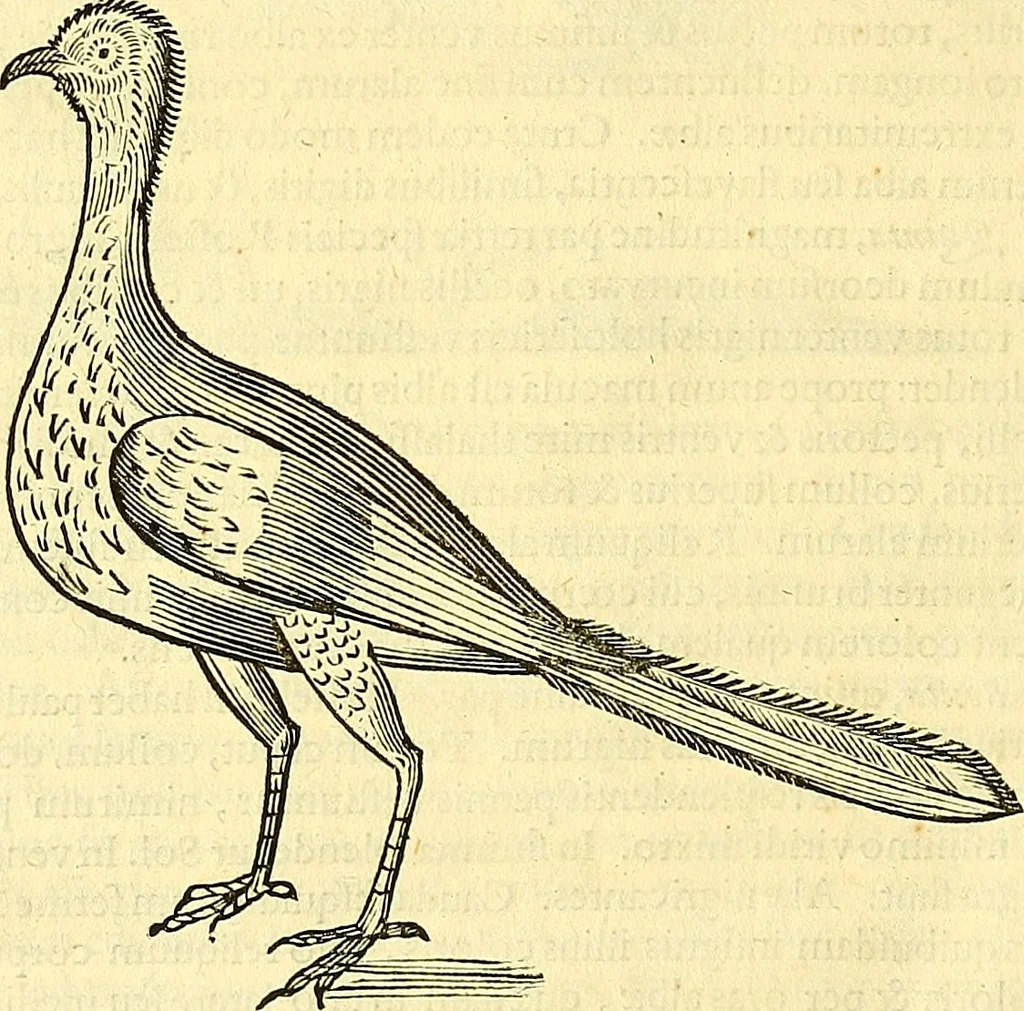 An illustration from Historia naturalis Brasiliae : auspicio et beneficio illustriss. I. Mauriti Com. Nassau illius provinciae et maris summi praefecti adornata : in qua non tantum plantae et animalia, sed et indigenarum morbi, ingenia et mores describuntur et iconibus supra quingentas illustrantur, 1648, leaf 347