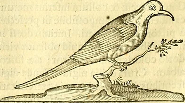 An illustration from Historia naturalis Brasiliae : auspicio et beneficio illustriss. I. Mauriti Com. Nassau illius provinciae et maris summi praefecti adornata : in qua non tantum plantae et animalia, sed et indigenarum morbi, ingenia et mores describuntur et iconibus supra quingentas illustrantur, 1648, leaf 347