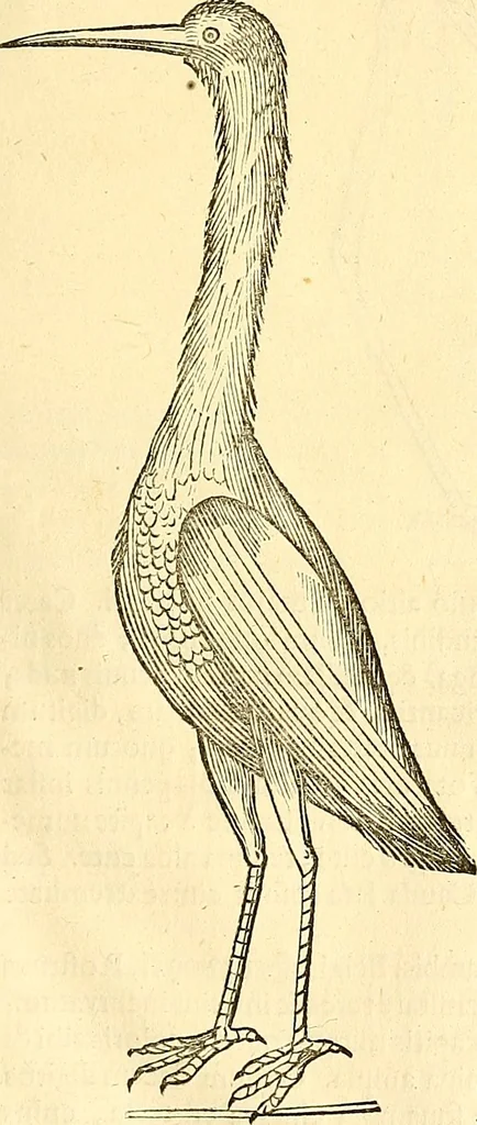 An illustration from Historia naturalis Brasiliae : auspicio et beneficio illustriss. I. Mauriti Com. Nassau illius provinciae et maris summi praefecti adornata : in qua non tantum plantae et animalia, sed et indigenarum morbi, ingenia et mores describuntur et iconibus supra quingentas illustrantur, 1648, leaf 348