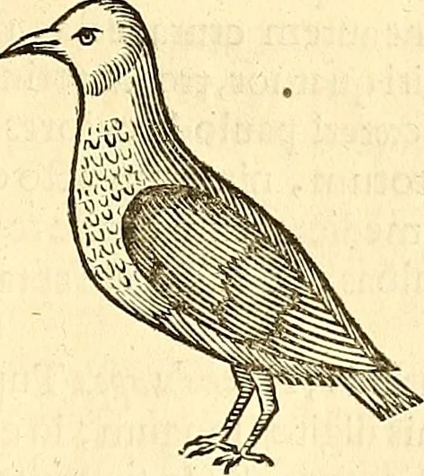 An illustration from Historia naturalis Brasiliae : auspicio et beneficio illustriss. I. Mauriti Com. Nassau illius provinciae et maris summi praefecti adornata : in qua non tantum plantae et animalia, sed et indigenarum morbi, ingenia et mores describuntur et iconibus supra quingentas illustrantur, 1648, leaf 348