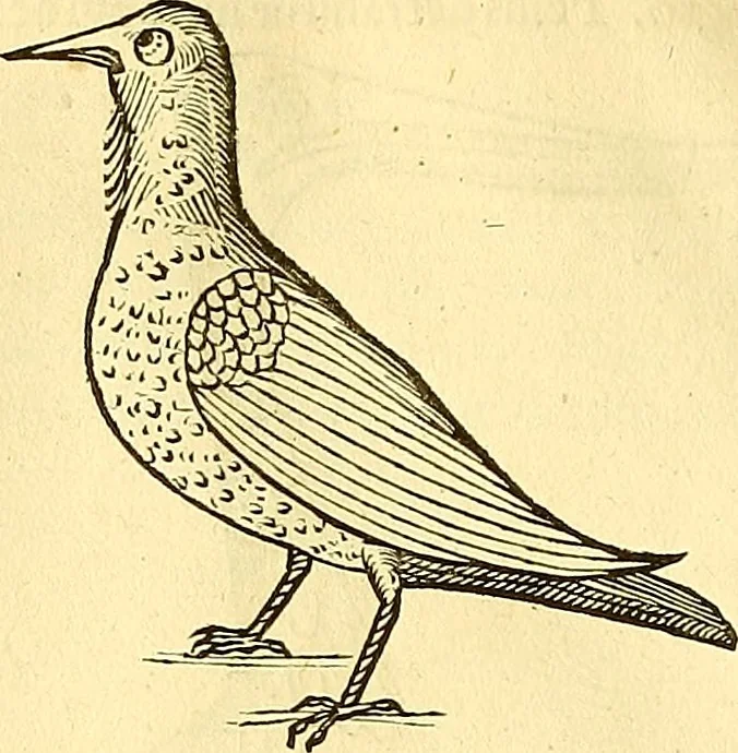 An illustration from Historia naturalis Brasiliae : auspicio et beneficio illustriss. I. Mauriti Com. Nassau illius provinciae et maris summi praefecti adornata : in qua non tantum plantae et animalia, sed et indigenarum morbi, ingenia et mores describuntur et iconibus supra quingentas illustrantur, 1648, leaf 351
