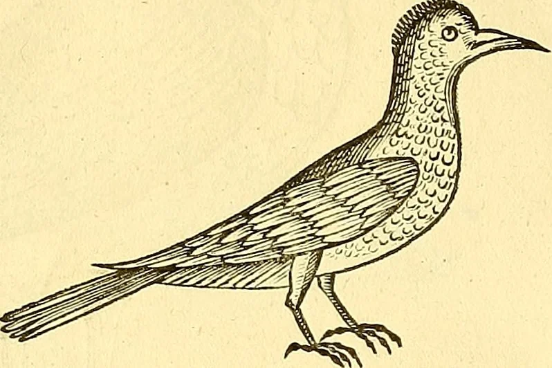 An illustration from Historia naturalis Brasiliae : auspicio et beneficio illustriss. I. Mauriti Com. Nassau illius provinciae et maris summi praefecti adornata : in qua non tantum plantae et animalia, sed et indigenarum morbi, ingenia et mores describuntur et iconibus supra quingentas illustrantur, 1648, leaf 351