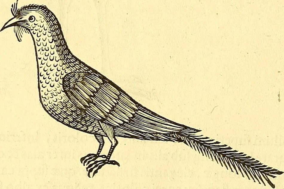 An illustration from Historia naturalis Brasiliae : auspicio et beneficio illustriss. I. Mauriti Com. Nassau illius provinciae et maris summi praefecti adornata : in qua non tantum plantae et animalia, sed et indigenarum morbi, ingenia et mores describuntur et iconibus supra quingentas illustrantur, 1648, leaf 351