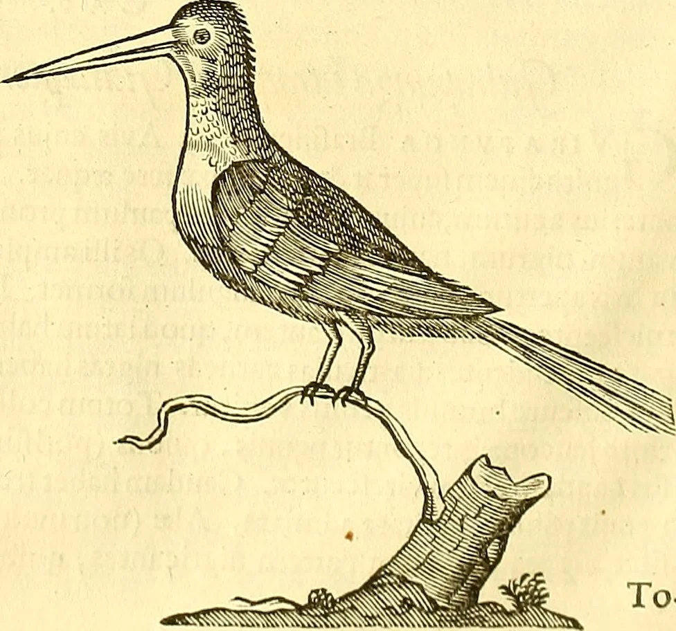 An illustration from Historia naturalis Brasiliae : auspicio et beneficio illustriss. I. Mauriti Com. Nassau illius provinciae et maris summi praefecti adornata : in qua non tantum plantae et animalia, sed et indigenarum morbi, ingenia et mores describuntur et iconibus supra quingentas illustrantur, 1648, leaf 351
