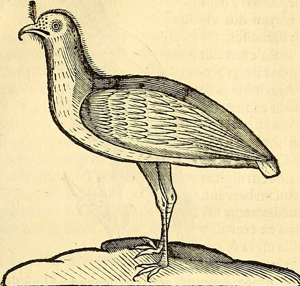 An illustration from Historia naturalis Brasiliae : auspicio et beneficio illustriss. I. Mauriti Com. Nassau illius provinciae et maris summi praefecti adornata : in qua non tantum plantae et animalia, sed et indigenarum morbi, ingenia et mores describuntur et iconibus supra quingentas illustrantur, 1648, leaf 352