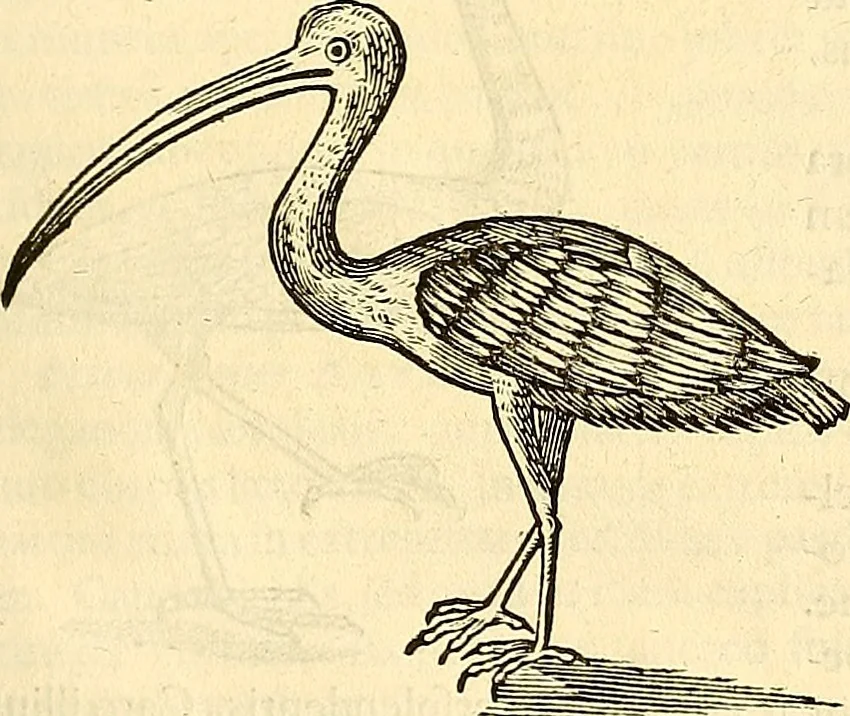 An illustration from Historia naturalis Brasiliae : auspicio et beneficio illustriss. I. Mauriti Com. Nassau illius provinciae et maris summi praefecti adornata : in qua non tantum plantae et animalia, sed et indigenarum morbi, ingenia et mores describuntur et iconibus supra quingentas illustrantur, 1648, leaf 352