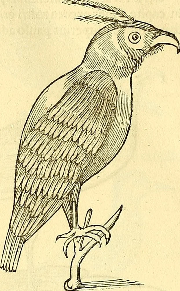 An illustration from Historia naturalis Brasiliae : auspicio et beneficio illustriss. I. Mauriti Com. Nassau illius provinciae et maris summi praefecti adornata : in qua non tantum plantae et animalia, sed et indigenarum morbi, ingenia et mores describuntur et iconibus supra quingentas illustrantur, 1648, leaf 353