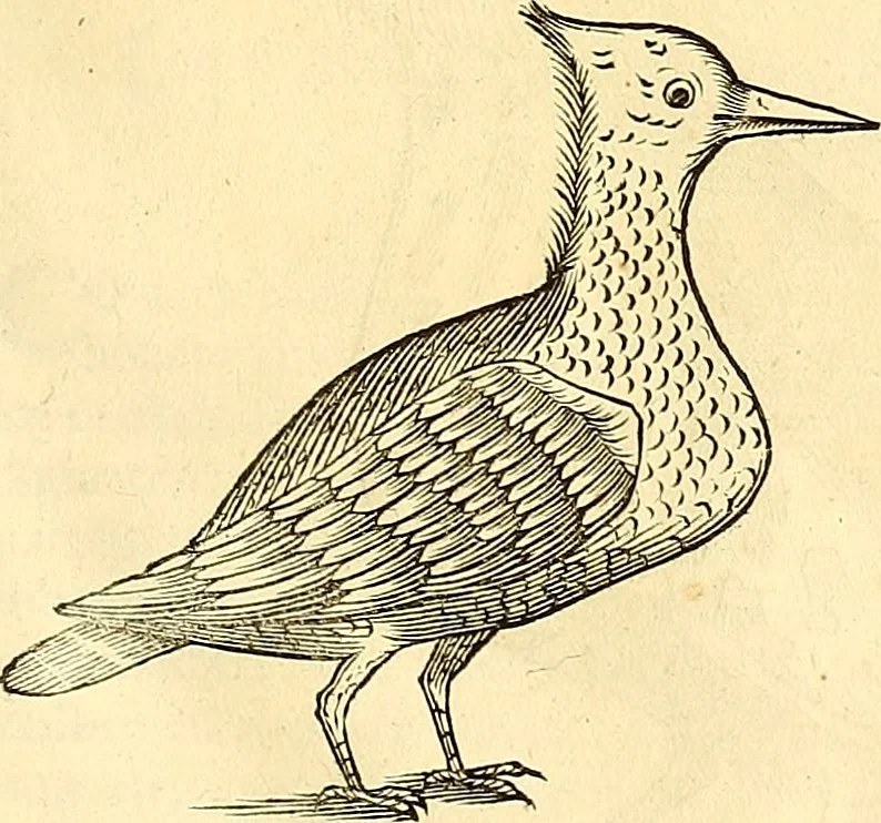 An illustration from Historia naturalis Brasiliae : auspicio et beneficio illustriss. I. Mauriti Com. Nassau illius provinciae et maris summi praefecti adornata : in qua non tantum plantae et animalia, sed et indigenarum morbi, ingenia et mores describuntur et iconibus supra quingentas illustrantur, 1648, leaf 356