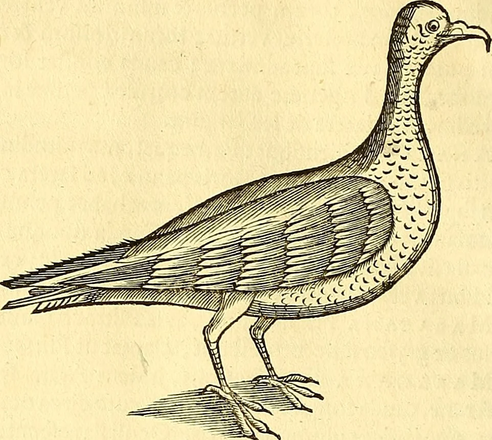 An illustration from Historia naturalis Brasiliae : auspicio et beneficio illustriss. I. Mauriti Com. Nassau illius provinciae et maris summi praefecti adornata : in qua non tantum plantae et animalia, sed et indigenarum morbi, ingenia et mores describuntur et iconibus supra quingentas illustrantur, 1648, leaf 357