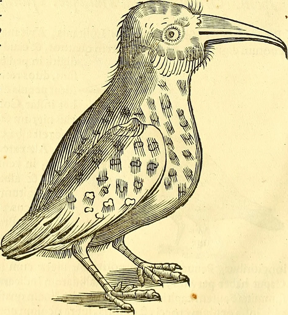 An illustration from Historia naturalis Brasiliae : auspicio et beneficio illustriss. I. Mauriti Com. Nassau illius provinciae et maris summi praefecti adornata : in qua non tantum plantae et animalia, sed et indigenarum morbi, ingenia et mores describuntur et iconibus supra quingentas illustrantur, 1648, leaf 357