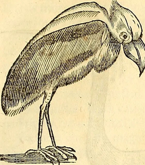 An illustration from Historia naturalis Brasiliae : auspicio et beneficio illustriss. I. Mauriti Com. Nassau illius provinciae et maris summi praefecti adornata : in qua non tantum plantae et animalia, sed et indigenarum morbi, ingenia et mores describuntur et iconibus supra quingentas illustrantur, 1648, leaf 358
