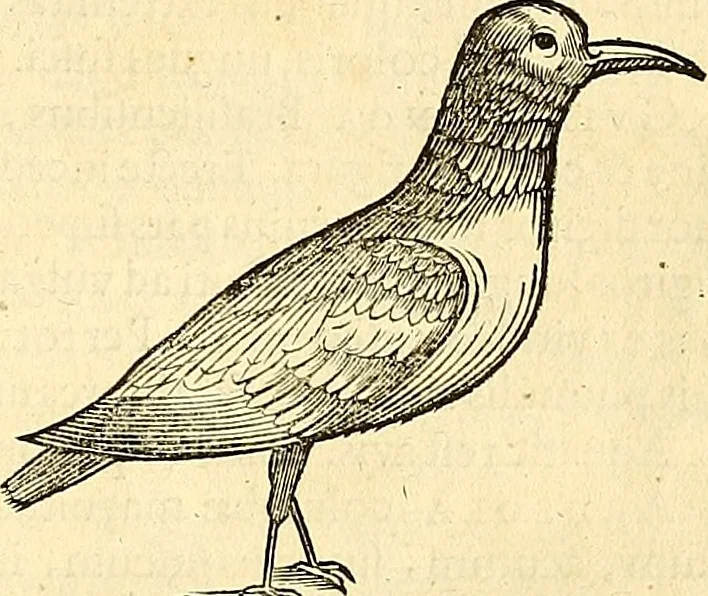 An illustration from Historia naturalis Brasiliae : auspicio et beneficio illustriss. I. Mauriti Com. Nassau illius provinciae et maris summi praefecti adornata : in qua non tantum plantae et animalia, sed et indigenarum morbi, ingenia et mores describuntur et iconibus supra quingentas illustrantur, 1648, leaf 358