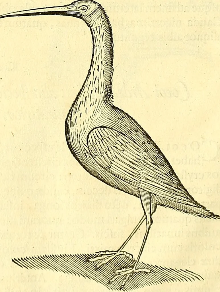 An illustration from Historia naturalis Brasiliae : auspicio et beneficio illustriss. I. Mauriti Com. Nassau illius provinciae et maris summi praefecti adornata : in qua non tantum plantae et animalia, sed et indigenarum morbi, ingenia et mores describuntur et iconibus supra quingentas illustrantur, 1648, leaf 359