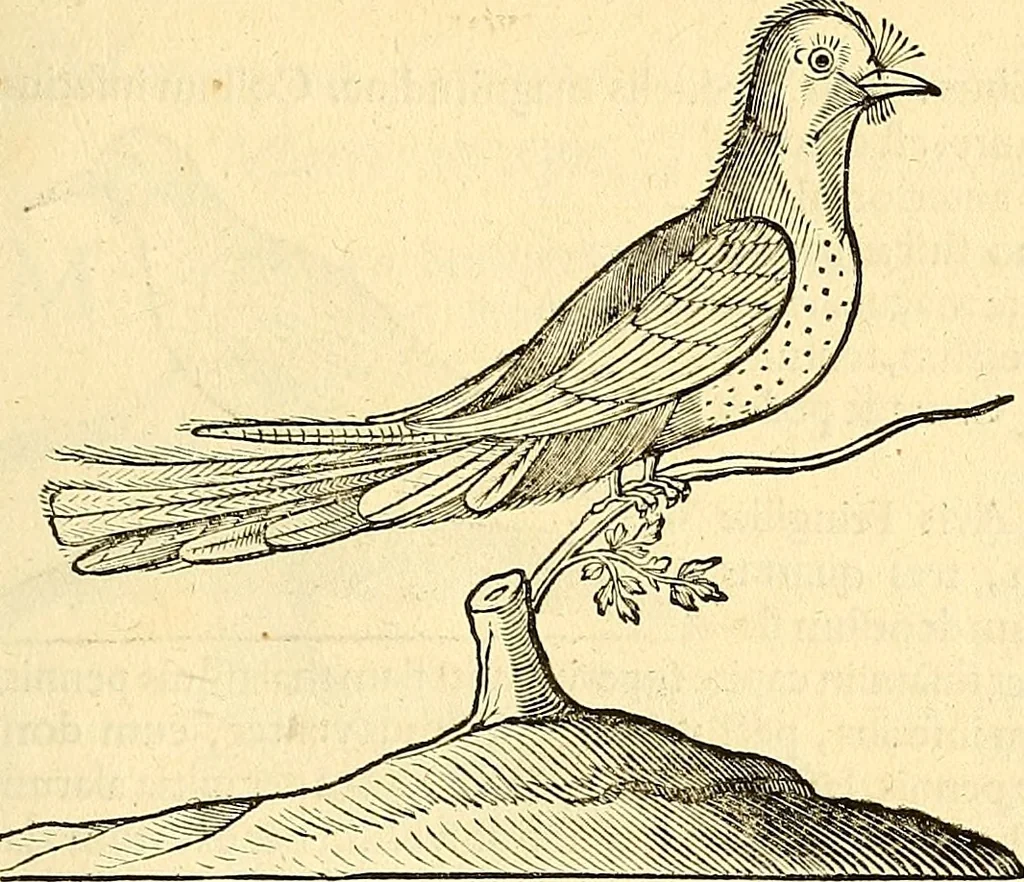 An illustration from Historia naturalis Brasiliae : auspicio et beneficio illustriss. I. Mauriti Com. Nassau illius provinciae et maris summi praefecti adornata : in qua non tantum plantae et animalia, sed et indigenarum morbi, ingenia et mores describuntur et iconibus supra quingentas illustrantur, 1648, leaf 360