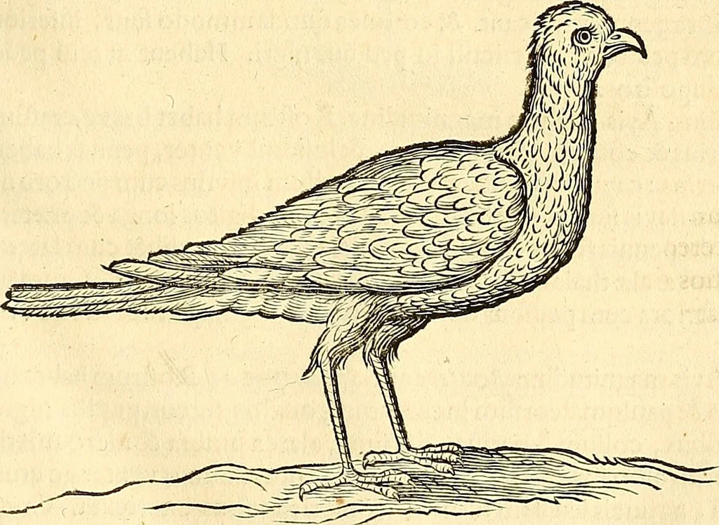 An illustration from Historia naturalis Brasiliae : auspicio et beneficio illustriss. I. Mauriti Com. Nassau illius provinciae et maris summi praefecti adornata : in qua non tantum plantae et animalia, sed et indigenarum morbi, ingenia et mores describuntur et iconibus supra quingentas illustrantur, 1648, leaf 360