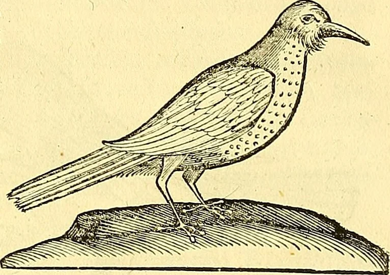 An illustration from Historia naturalis Brasiliae : auspicio et beneficio illustriss. I. Mauriti Com. Nassau illius provinciae et maris summi praefecti adornata : in qua non tantum plantae et animalia, sed et indigenarum morbi, ingenia et mores describuntur et iconibus supra quingentas illustrantur, 1648, leaf 361