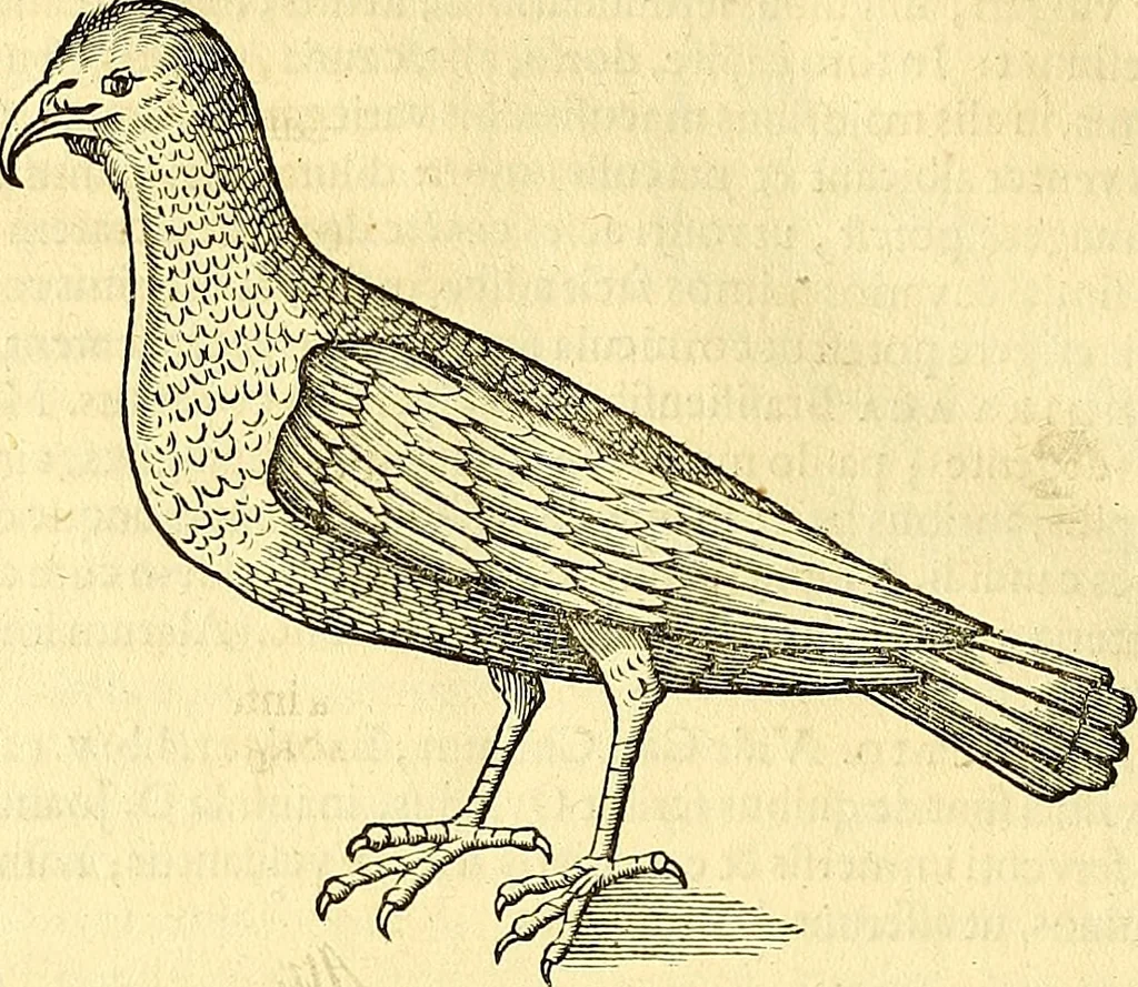 An illustration from Historia naturalis Brasiliae : auspicio et beneficio illustriss. I. Mauriti Com. Nassau illius provinciae et maris summi praefecti adornata : in qua non tantum plantae et animalia, sed et indigenarum morbi, ingenia et mores describuntur et iconibus supra quingentas illustrantur, 1648, leaf 363
