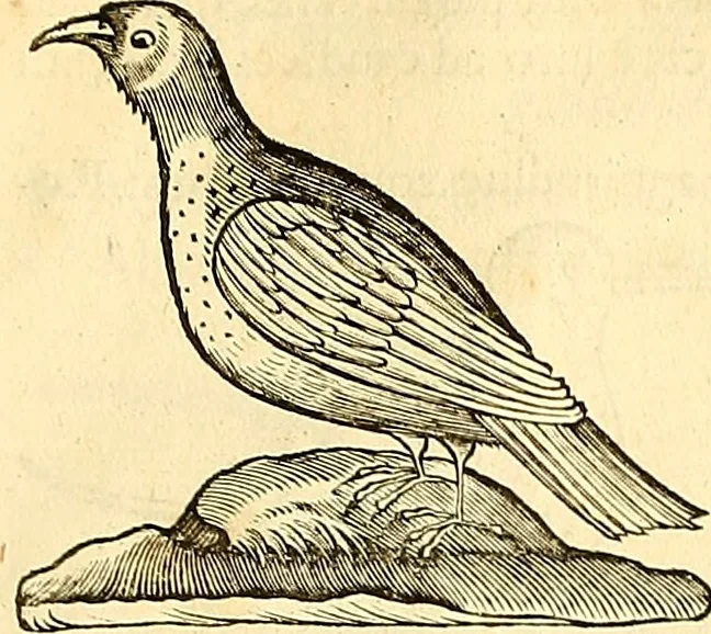An illustration from Historia naturalis Brasiliae : auspicio et beneficio illustriss. I. Mauriti Com. Nassau illius provinciae et maris summi praefecti adornata : in qua non tantum plantae et animalia, sed et indigenarum morbi, ingenia et mores describuntur et iconibus supra quingentas illustrantur, 1648, leaf 364