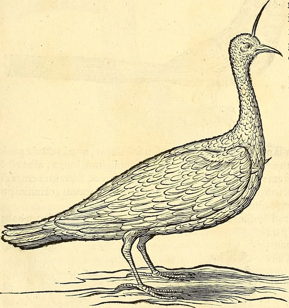 An illustration from Historia naturalis Brasiliae : auspicio et beneficio illustriss. I. Mauriti Com. Nassau illius provinciae et maris summi praefecti adornata : in qua non tantum plantae et animalia, sed et indigenarum morbi, ingenia et mores describuntur et iconibus supra quingentas illustrantur, 1648, leaf 364
