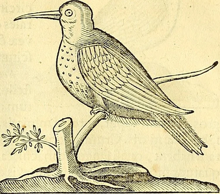 An illustration from Historia naturalis Brasiliae : auspicio et beneficio illustriss. I. Mauriti Com. Nassau illius provinciae et maris summi praefecti adornata : in qua non tantum plantae et animalia, sed et indigenarum morbi, ingenia et mores describuntur et iconibus supra quingentas illustrantur, 1648, leaf 365