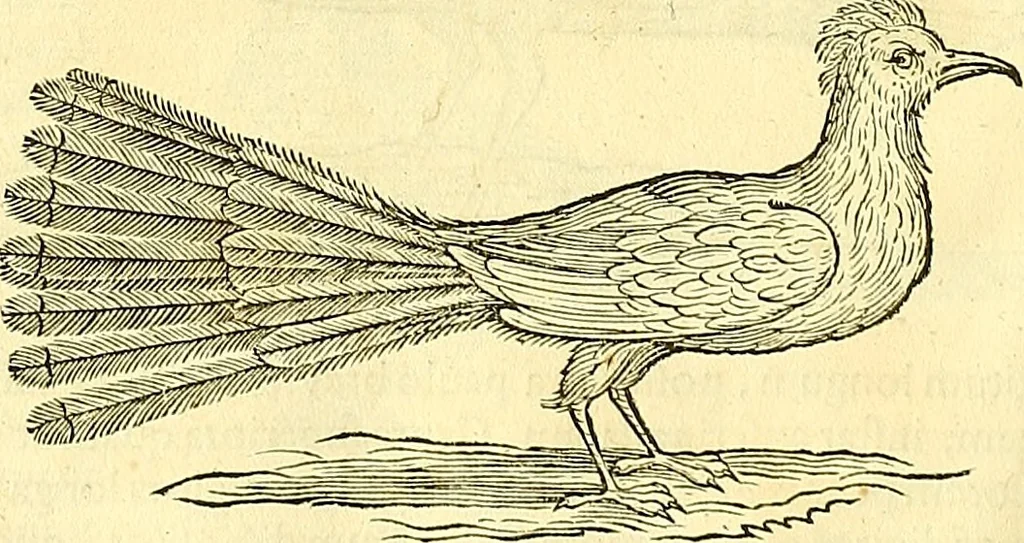 An illustration from Historia naturalis Brasiliae : auspicio et beneficio illustriss. I. Mauriti Com. Nassau illius provinciae et maris summi praefecti adornata : in qua non tantum plantae et animalia, sed et indigenarum morbi, ingenia et mores describuntur et iconibus supra quingentas illustrantur, 1648, leaf 365