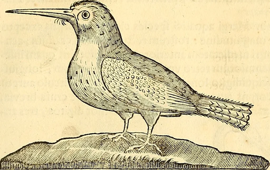 An illustration from Historia naturalis Brasiliae : auspicio et beneficio illustriss. I. Mauriti Com. Nassau illius provinciae et maris summi praefecti adornata : in qua non tantum plantae et animalia, sed et indigenarum morbi, ingenia et mores describuntur et iconibus supra quingentas illustrantur, 1648, leaf 366