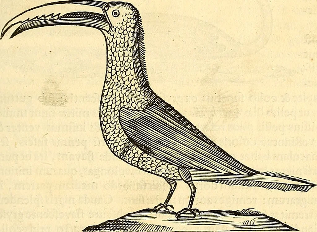 An illustration from Historia naturalis Brasiliae : auspicio et beneficio illustriss. I. Mauriti Com. Nassau illius provinciae et maris summi praefecti adornata : in qua non tantum plantae et animalia, sed et indigenarum morbi, ingenia et mores describuntur et iconibus supra quingentas illustrantur, 1648, leaf 366