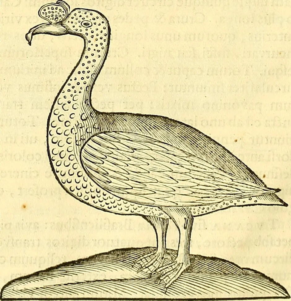 An illustration from Historia naturalis Brasiliae : auspicio et beneficio illustriss. I. Mauriti Com. Nassau illius provinciae et maris summi praefecti adornata : in qua non tantum plantae et animalia, sed et indigenarum morbi, ingenia et mores describuntur et iconibus supra quingentas illustrantur, 1648, leaf 367