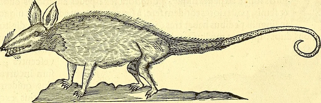 An illustration from Historia naturalis Brasiliae : auspicio et beneficio illustriss. I. Mauriti Com. Nassau illius provinciae et maris summi praefecti adornata : in qua non tantum plantae et animalia, sed et indigenarum morbi, ingenia et mores describuntur et iconibus supra quingentas illustrantur, 1648, leaf 371